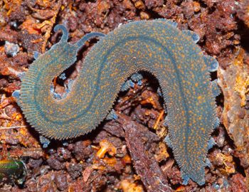 Media type: image;   Invertebrate Zoology 64805 Description: insitu image;